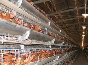 Insulating sealing chicken coops